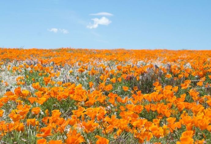 Antelope Valley CA