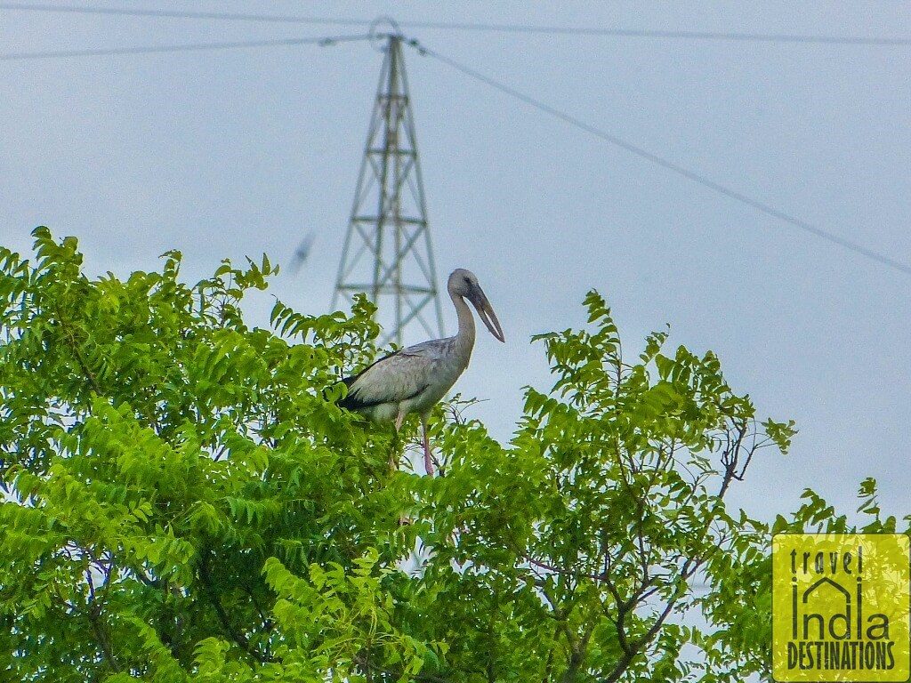 Asian Openbill