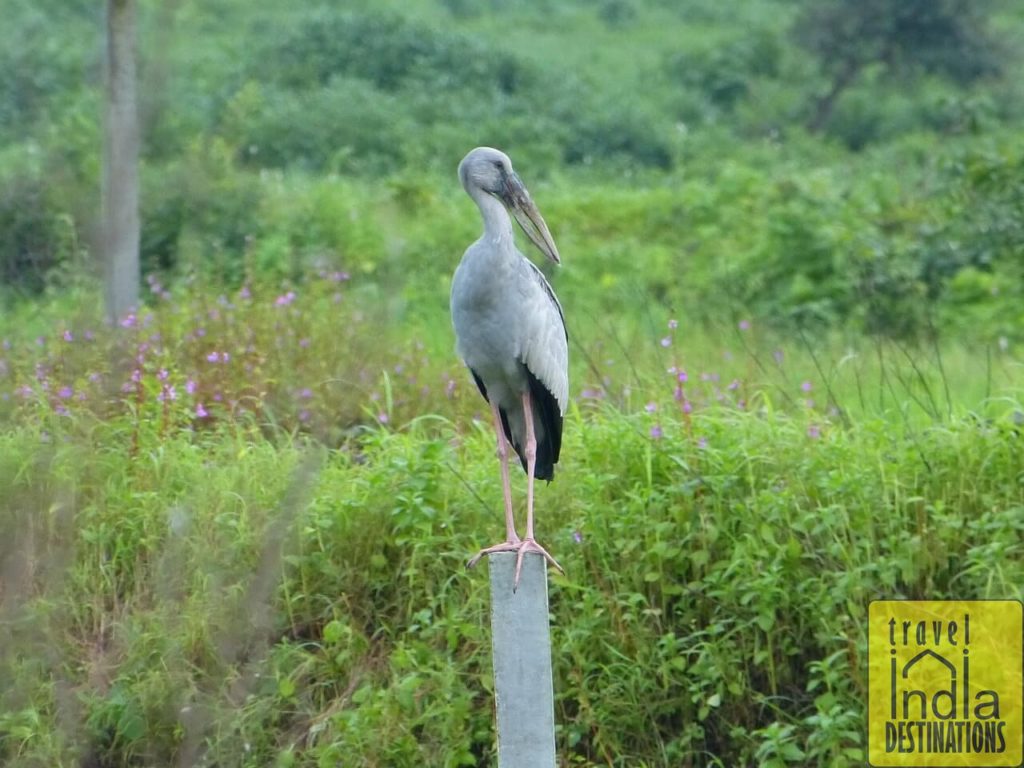 Asian Openbill