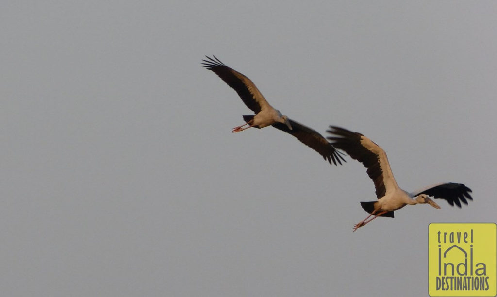Asian Openbills