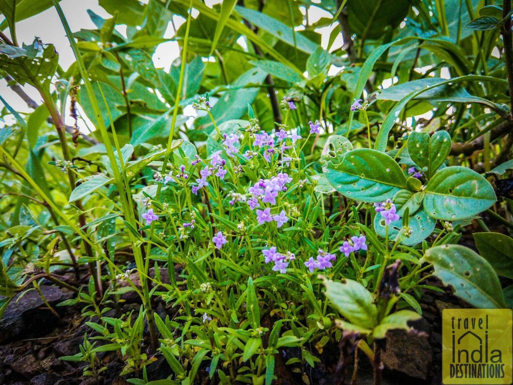exploring nature during monsoon