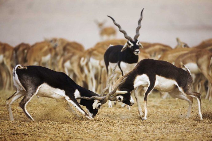 Black Buck Antelopes Locking Horns