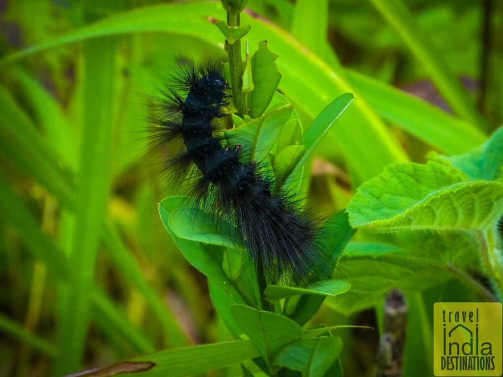 Black Caterpillar