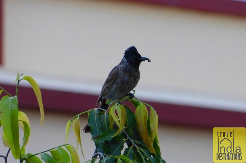 Bulbul in Navsari