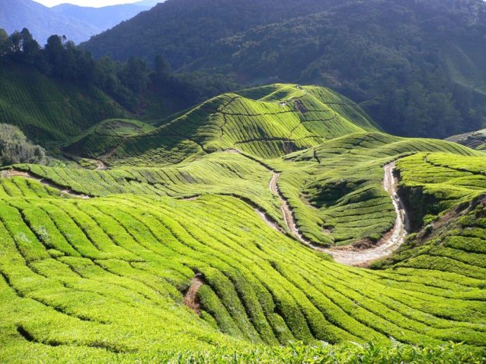 Cameron Highlands Malaysia