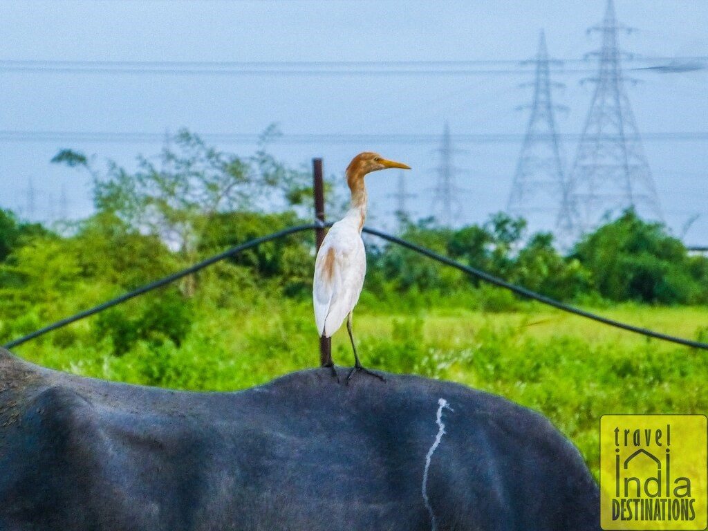 Cattle Egret