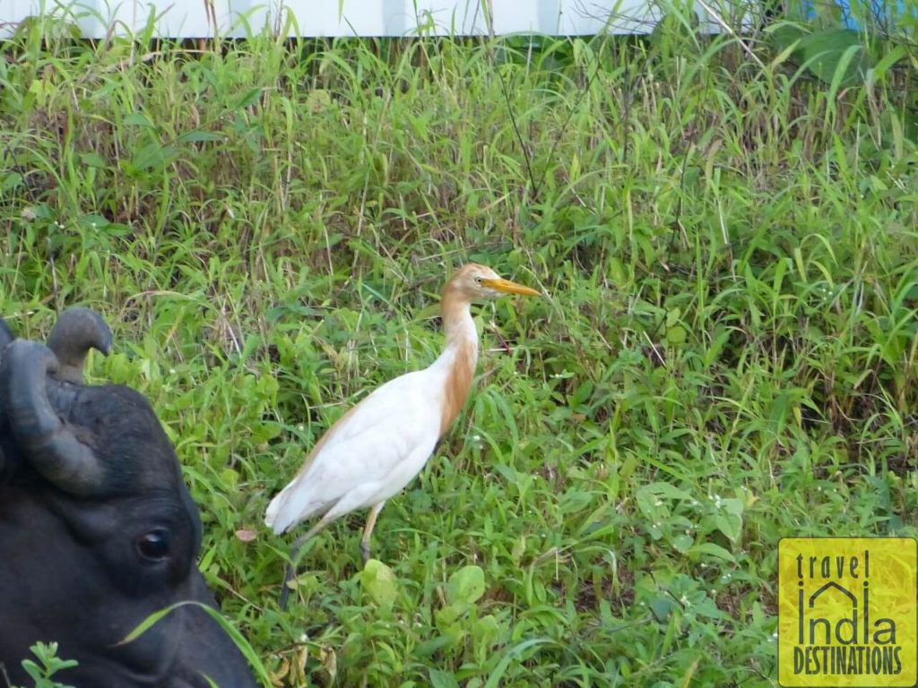 Cattle Egret