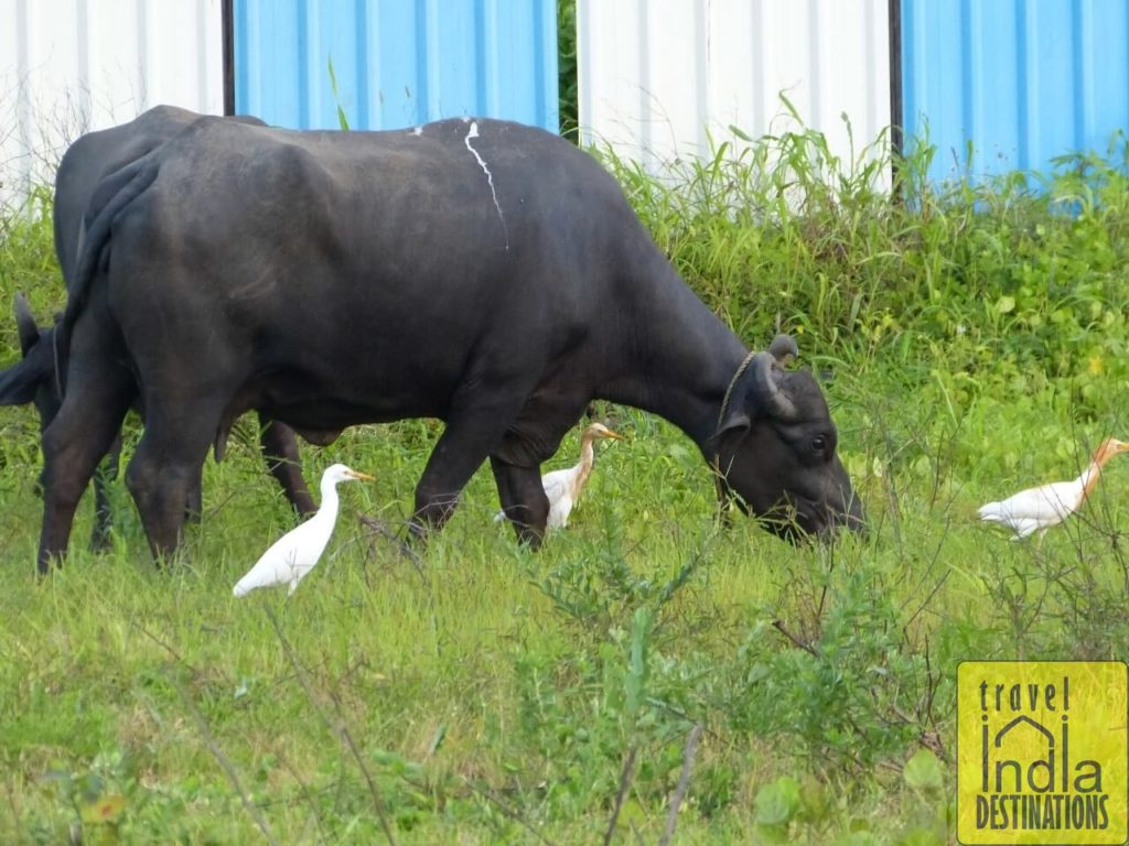 Cattle Egrets with Cattle