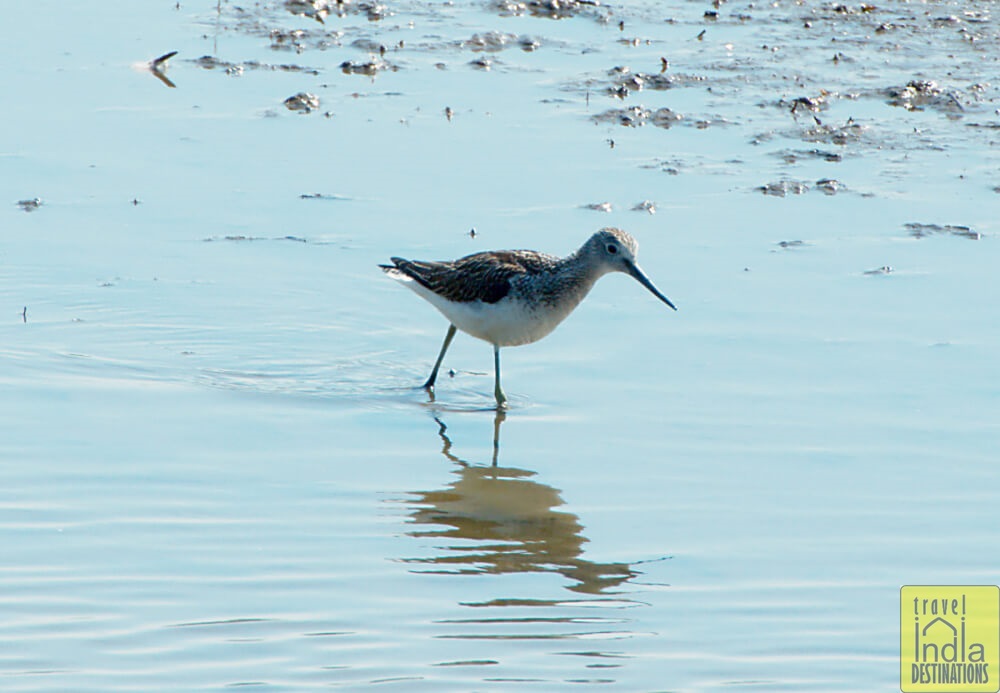 Common Greenshank in Vasai