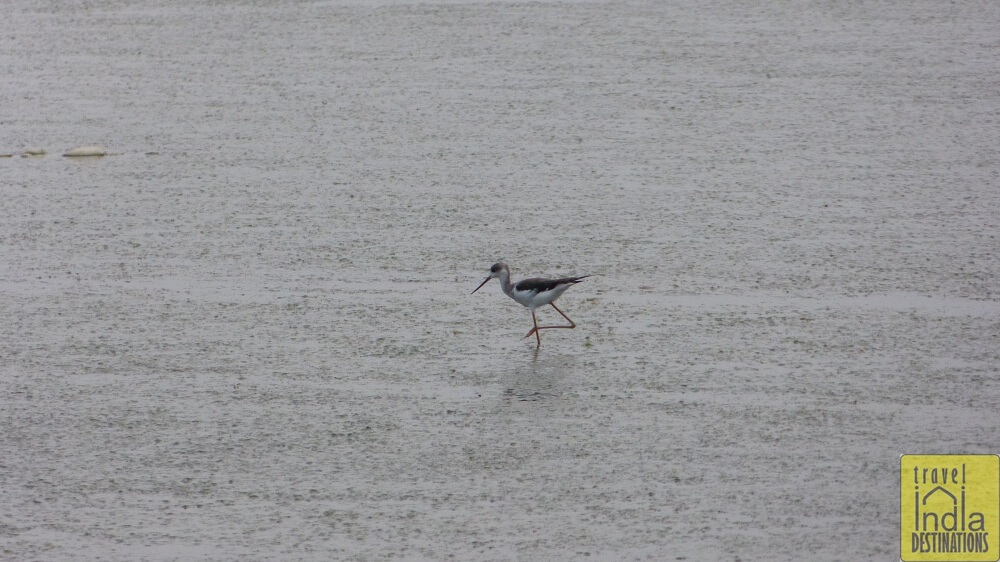 Common Greenshank Vasai