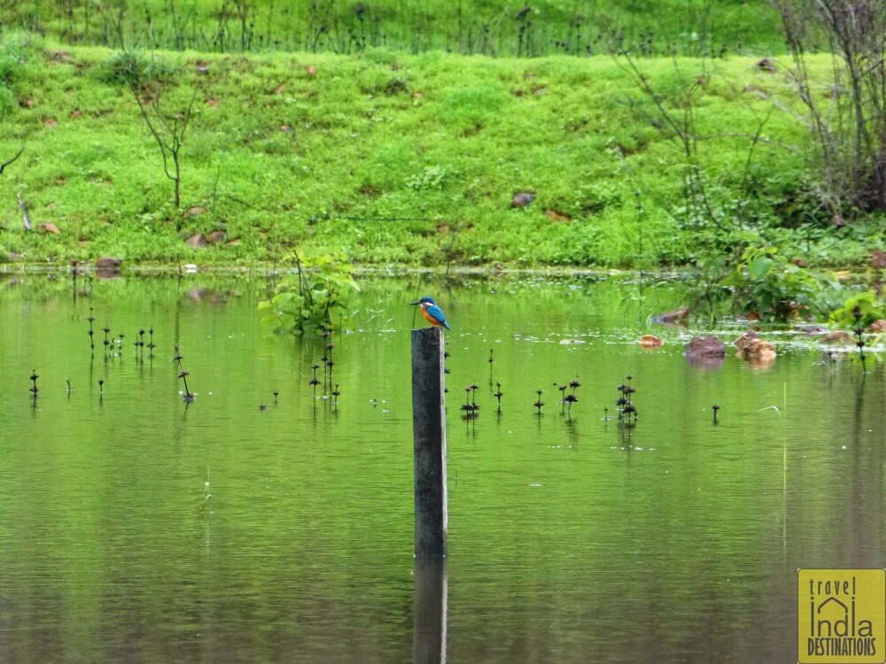 Common Kingfisher Vasai