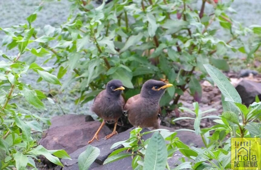 Common Myna Juvenile 