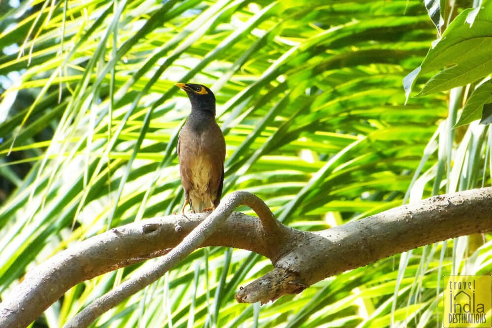 Common Myna 