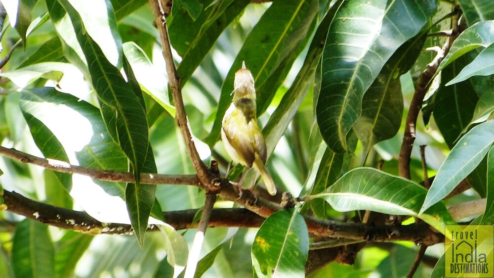 Common Tailorbird