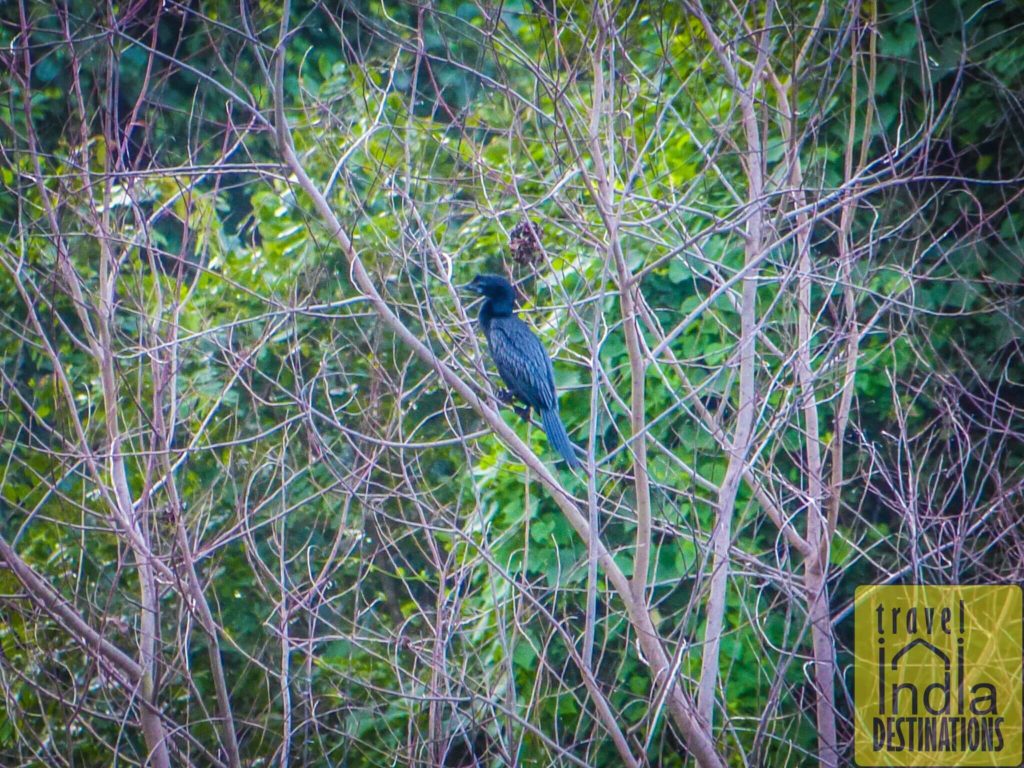 Cormorant