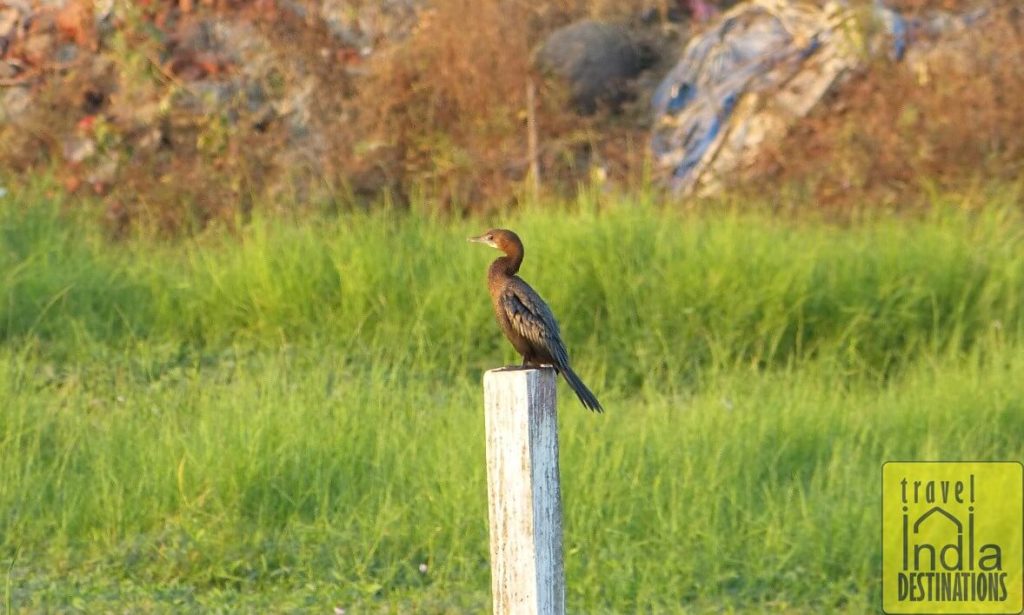 Cormorant