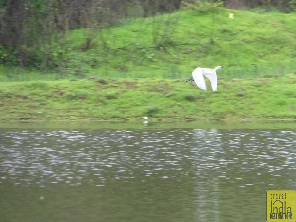 Egret Flying in Vasai
