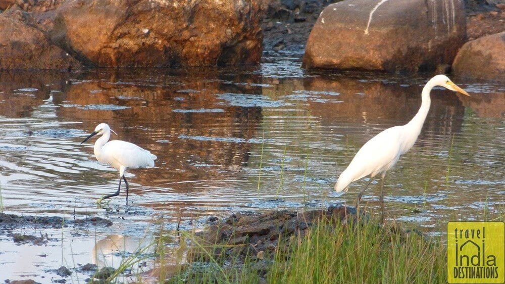 Egrets