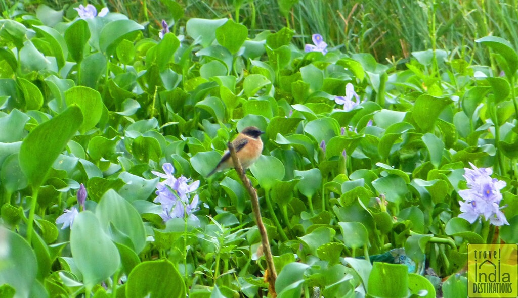 Eurasian Stonechat Vasai