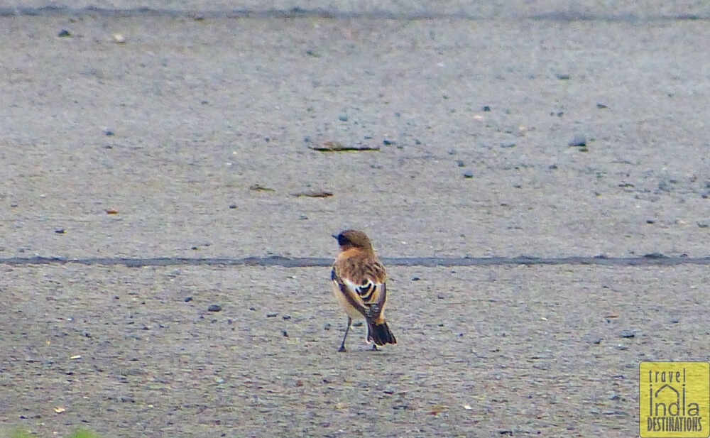 Eurasian Stonechat