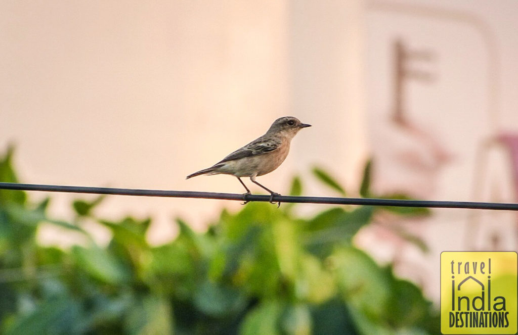 Female Stonechat