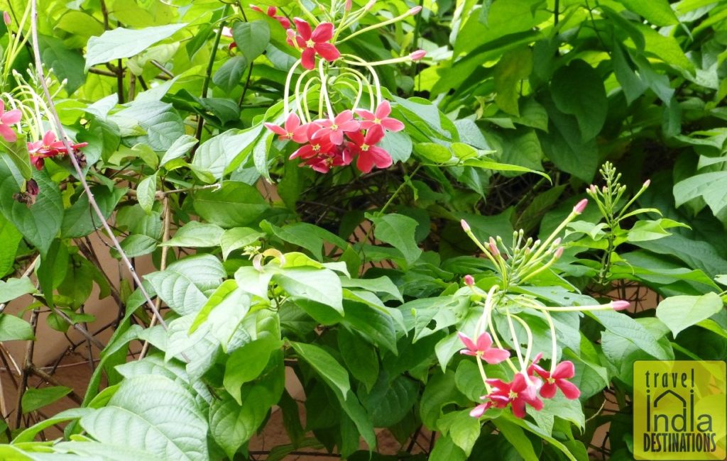 Flowers at Dharamasha