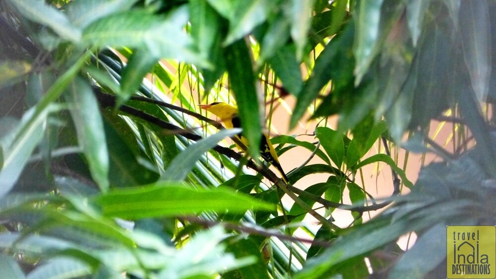 Golden Oriole