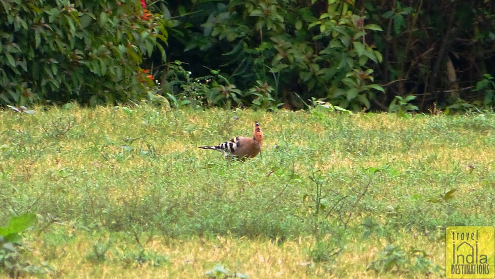 Hoopoe Vasai
