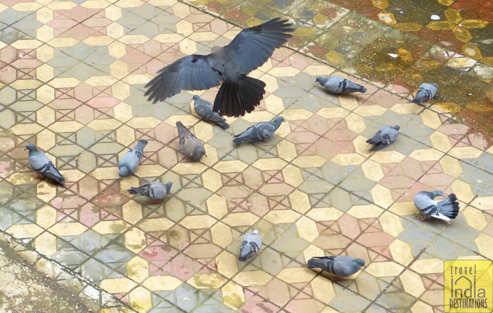 House Crow in Motion