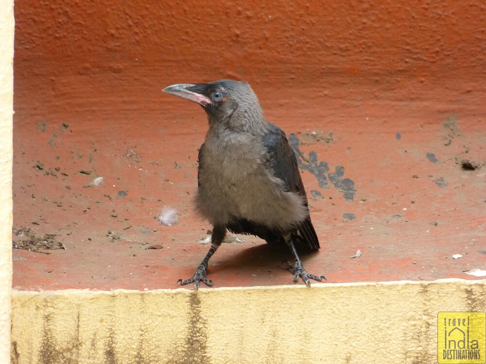 House Crow Juvenile