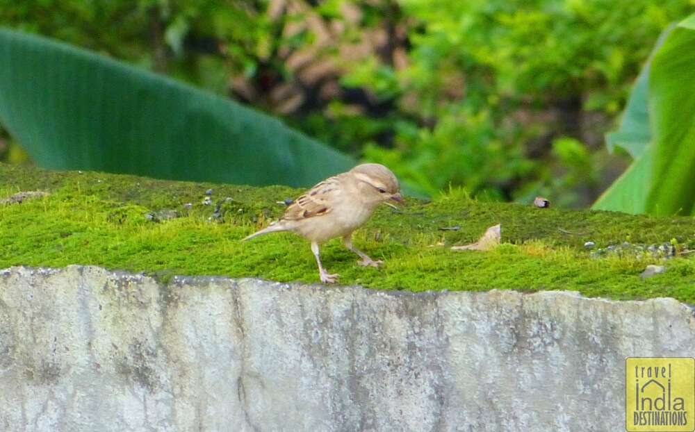 House Sparrow Female