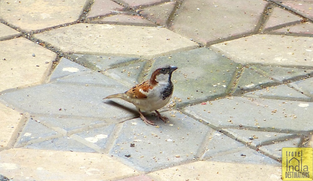 House Sparrow Male