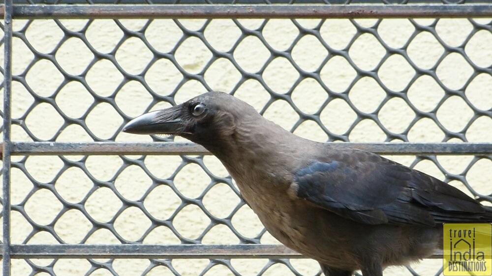 Indian House Crow
