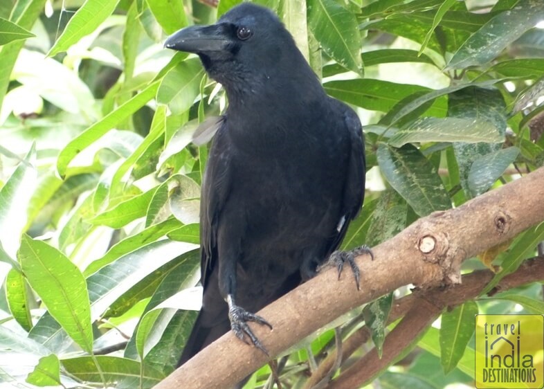Indian Jungle Crow