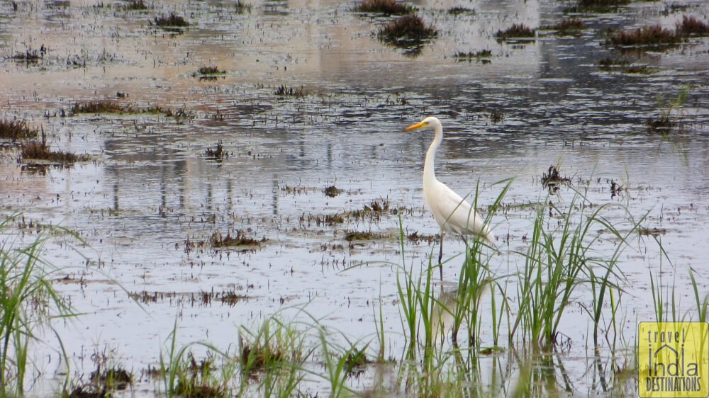 Intermediate Egret Vasai
