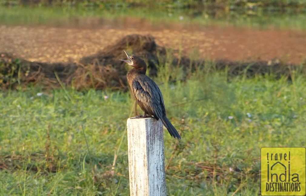 Little Cormorant