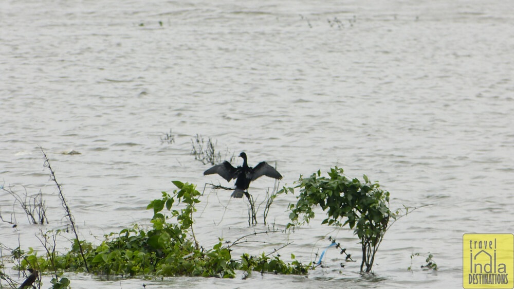 Little Cormorant Vasai