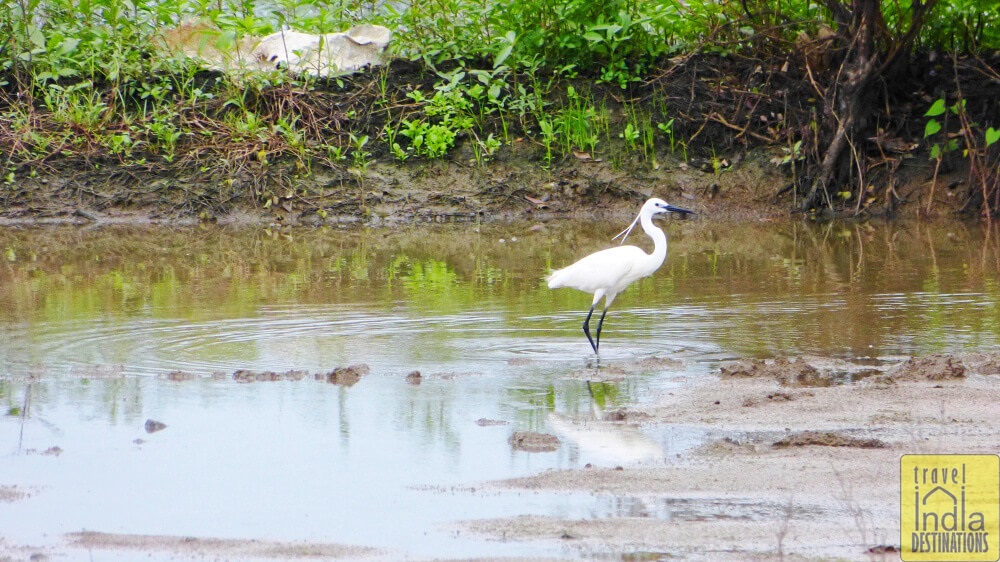Little Egret