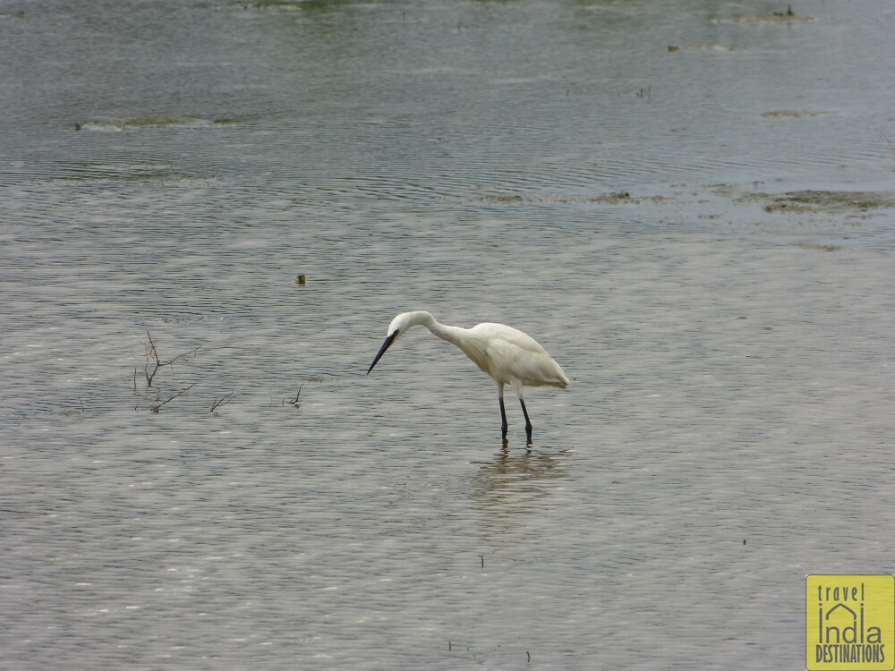 Little Egret Vasai