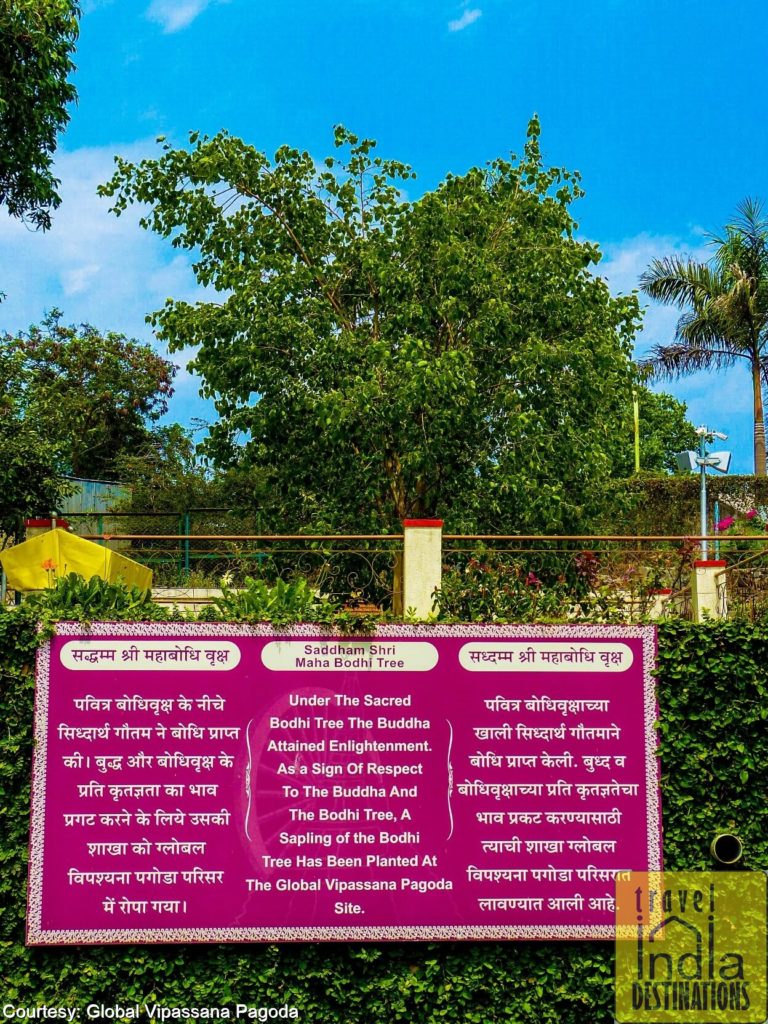 Global Pagoda Bodhi Tree