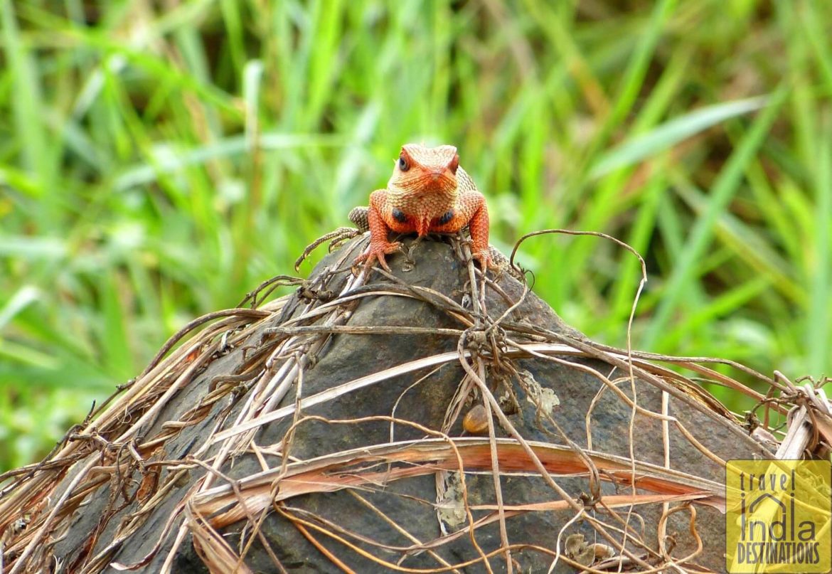 monsoon creatures in India Male Oriental Garden Lizard