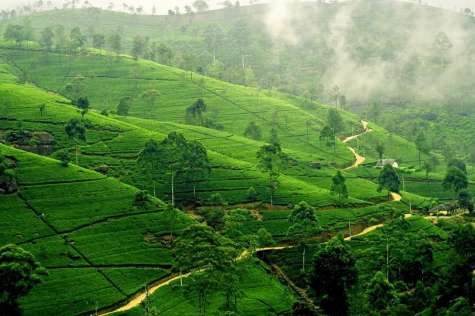 Munnar Tea Estate