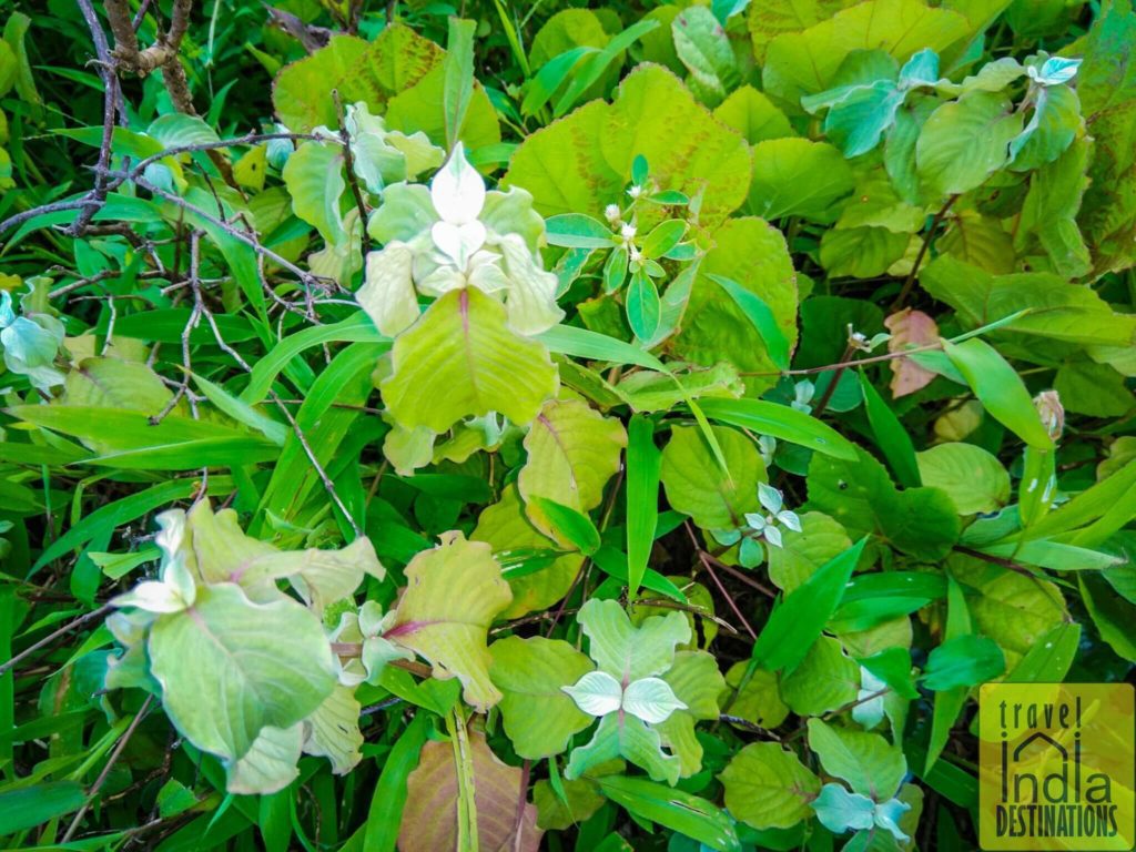exploring nature during monsoon