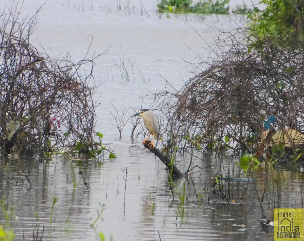 Night Heron