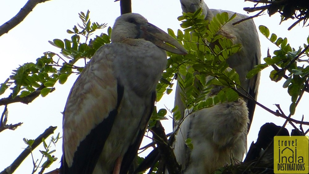 Open Bill Navsari Birds