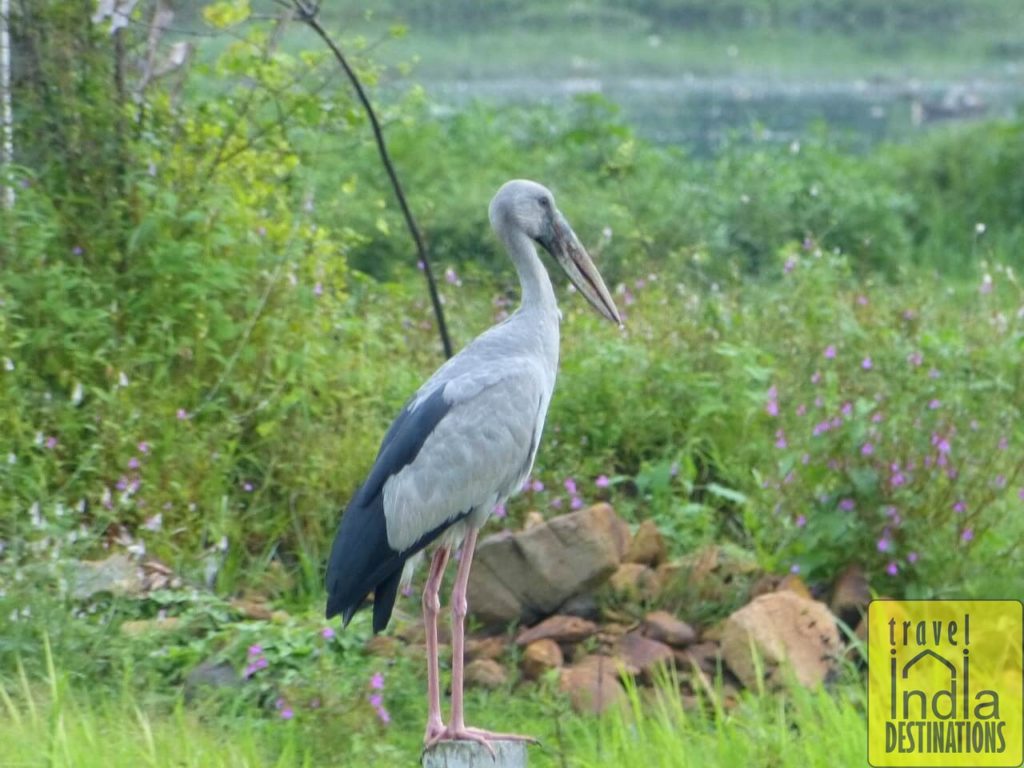 Asian Openbill