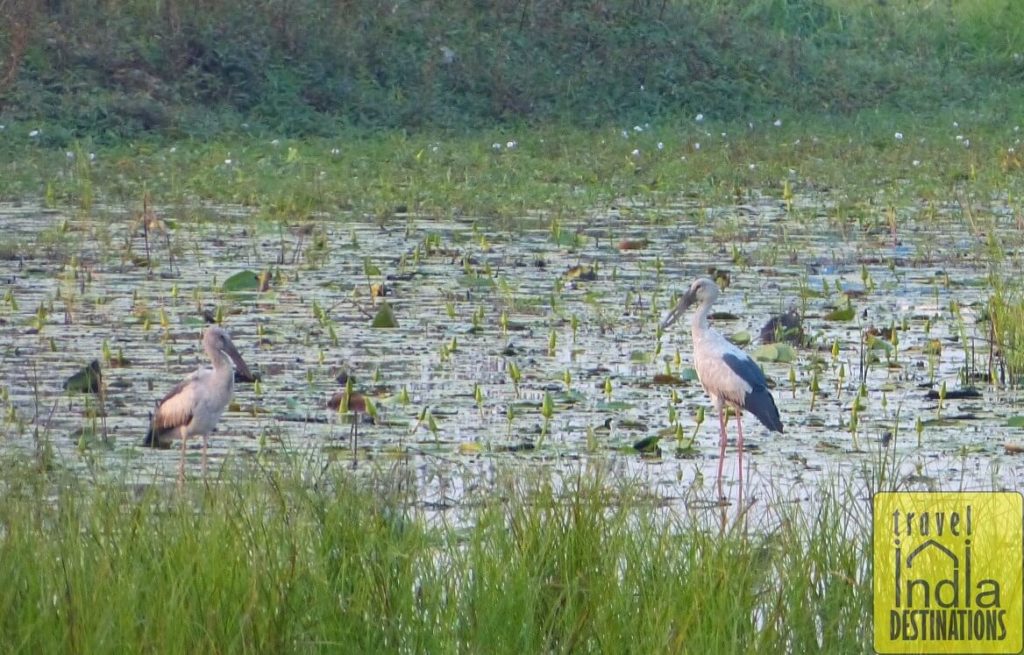 Openbill with Juvenile
