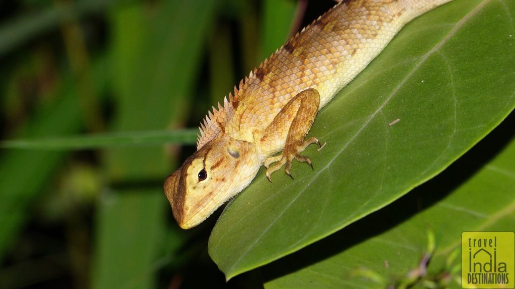 Oriental Garden Lizard