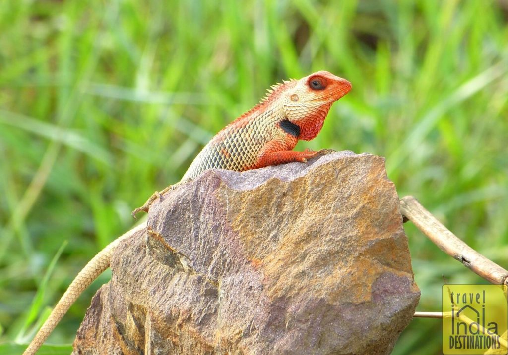 Oriental Garden Lizard Male During Breeding Season