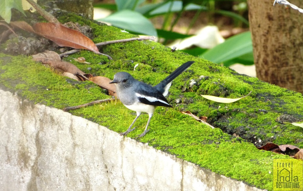 Oriental Magpie Robin Female 